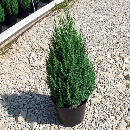 Можжевельник китайский