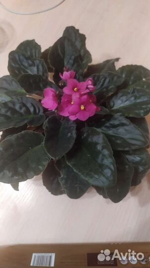 Сортовые фиалки