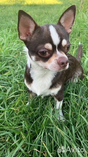 Вязка чихуахуа кобель