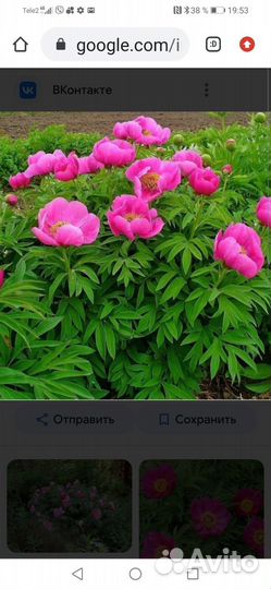 Рассада многолетних цветов