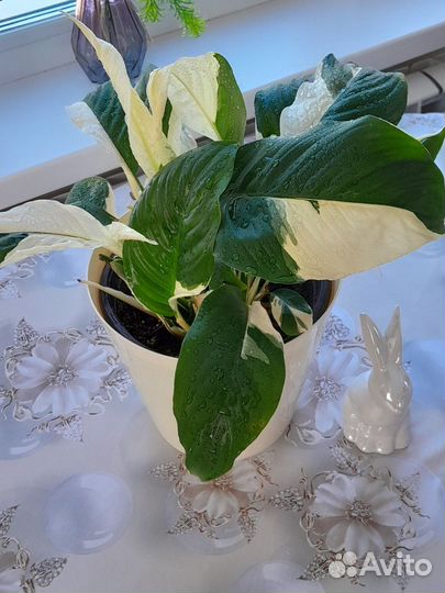 Спатифиллум Пикассо