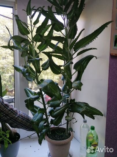 Каланхоэ лечебное 1м15см