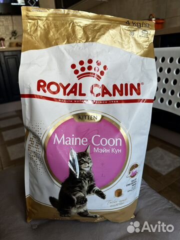 Корм для кошек Maine Coon Kitten