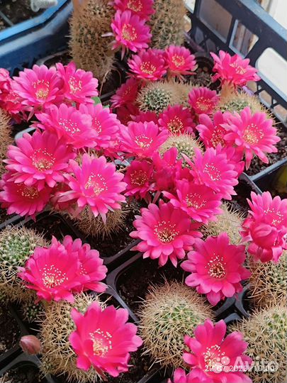 Кактусы цветущие