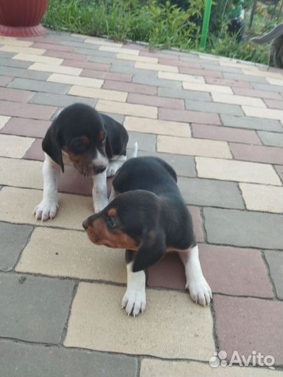 Эстонская гончая щенки