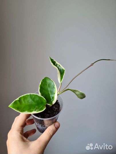 Хойя кримсон квин