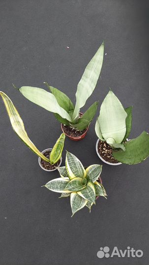 Сансевиерия