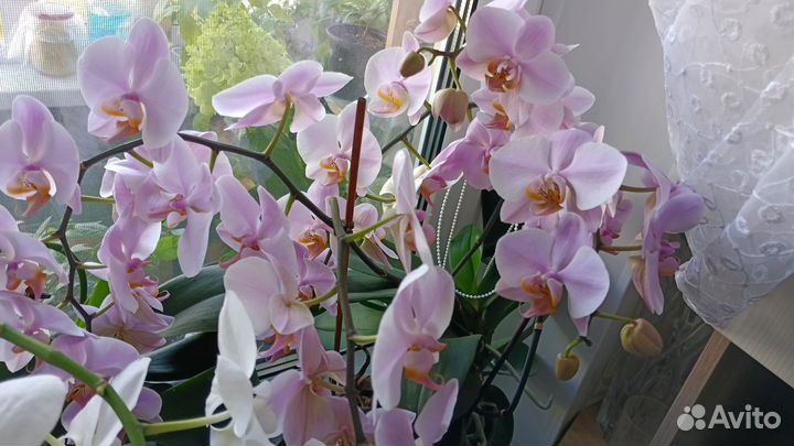 Орхидея фото продаваемого растения