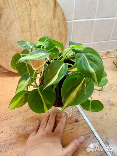 Филодендрон сканденс бразил черенки