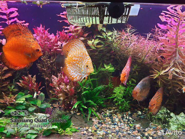 Растения для аквариума