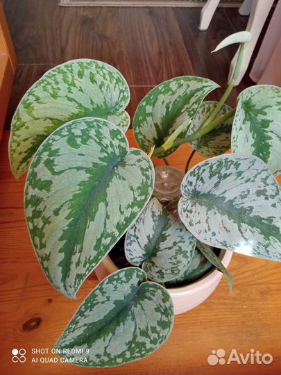 Сциндапсус эпипремнум, нефролепис