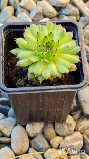 Суккуленты