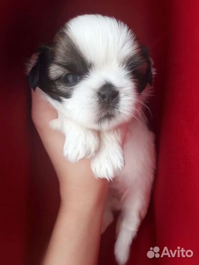Ши-тцу куклята открыта бронь на щенков