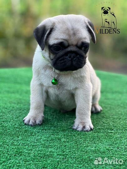 Щенки мопса