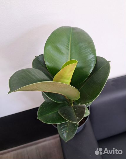 Фикус эластика