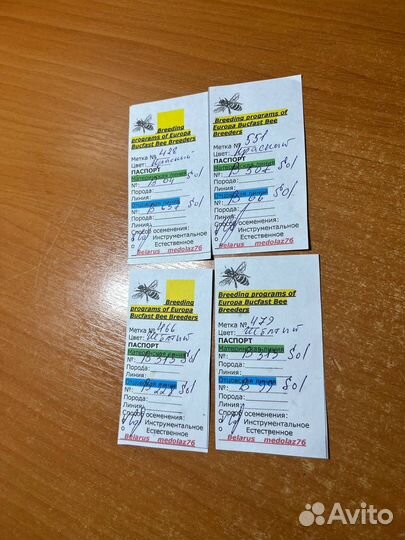 Пчелы матки