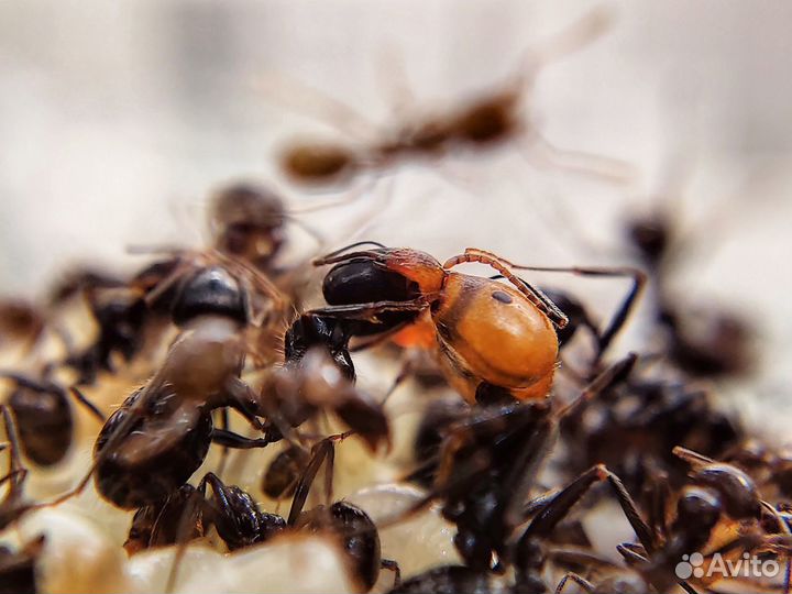 Муравьи-жнецы Messor barbarus