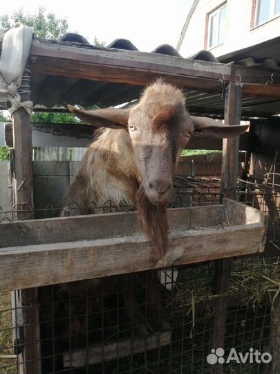 Козел на вязку