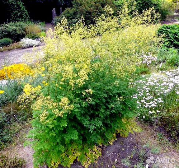 Цветы для сада