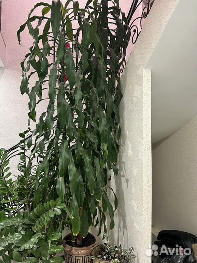 Пальма драцена