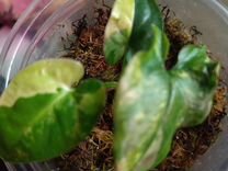 маз 5295. расписание 208 автобуса каменки нижний новгород. 205 щербинки. 205 щербинки. тепловоз тэп10-186.