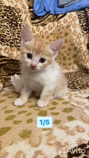 Котята в добрые руки даром