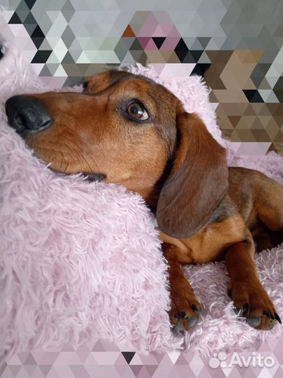 Вязка кабель, карликовая такса