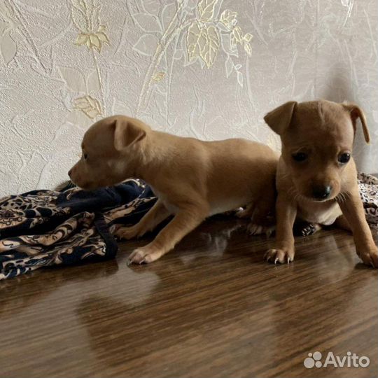 Той терьер щенки мини