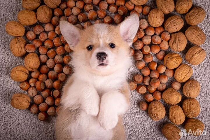 Котогава сухой корм для щенков 20 кг Холистик