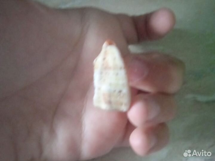 Морское Украшения