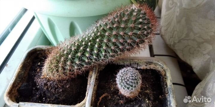 Отдам кактусы