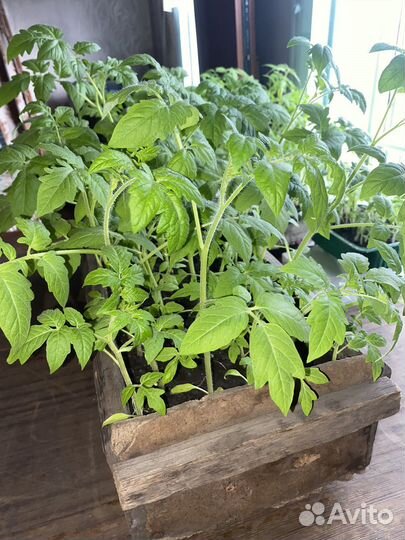 Рассада помидор, болгарского перца, огурцы