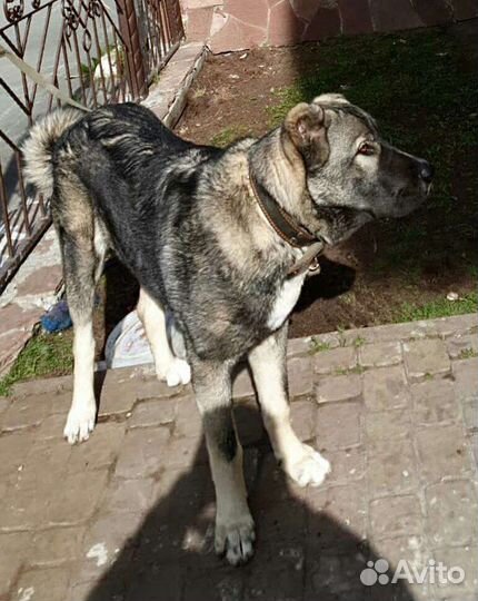 Аборигенный Гампр Щенки Эксклюзив