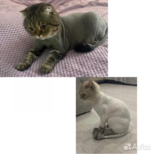 Стрижка собак и кошек