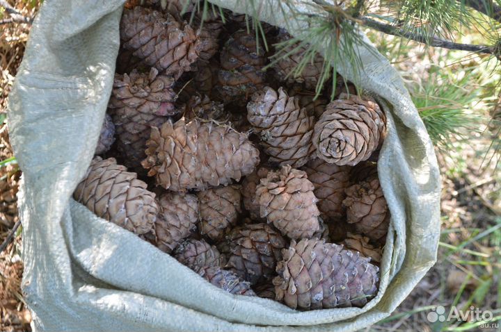 Шишка кедровая