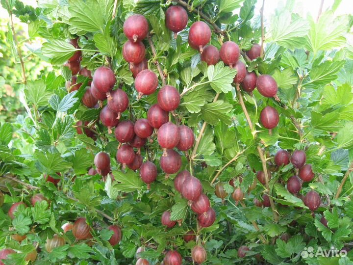 Кусты крыжовника