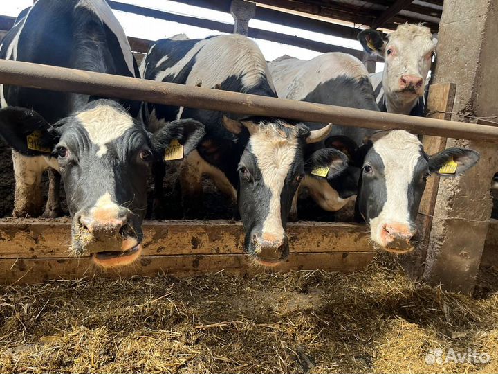 Зоотехник крс с предоставлением жилья