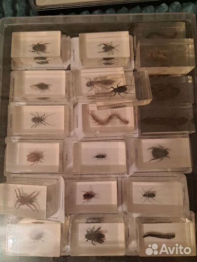 Насекомые и их знакомые коллекция