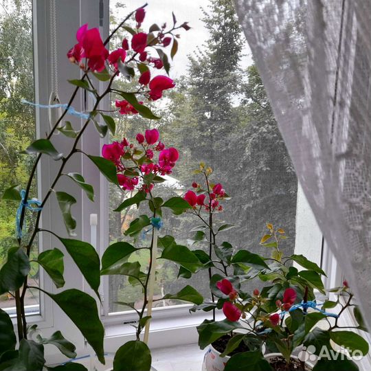 Бугенвиллия