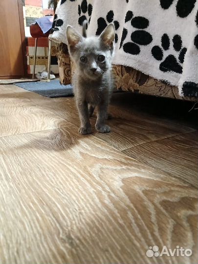 Британский кот