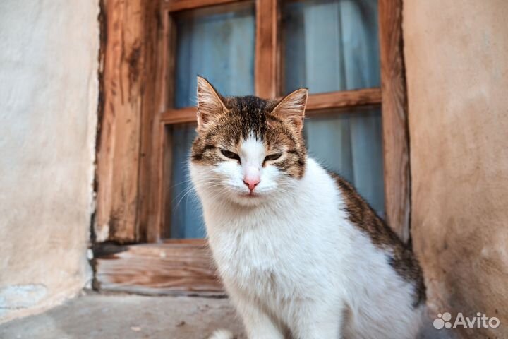 Объектив TTArtisan 27mm f/2.8