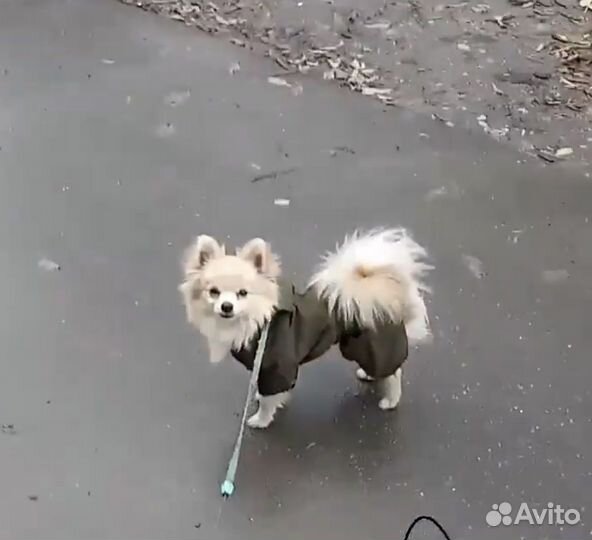 Дождевик для собаки