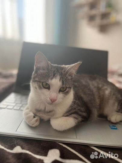 Красивая Тара ищет дом