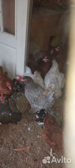 Куры несушки 1 год и 2 месяца