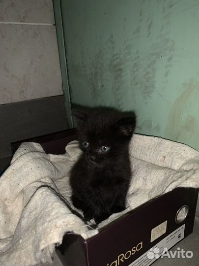 Черный котенок в добрые руки