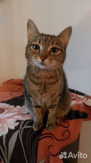 Кошечка Сара