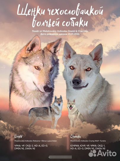 Щенки влчака