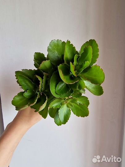 Каланхоэ African Ruby. Календива Москва. Балашиха