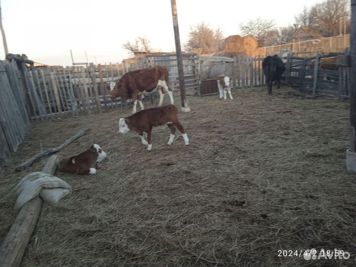 Корова с теленком на развод