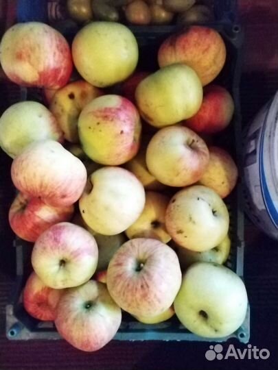 Яблоки домашние